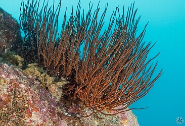 FastLanes20260211-004 The only other photo I managed to get on that first day of diving was this head of black coral at Fast Lanes