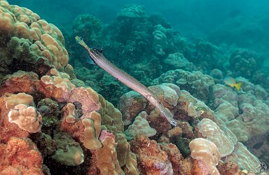 KoloaLanding20260220-030 Trumpetfish cruising the reef at Koloa Landing