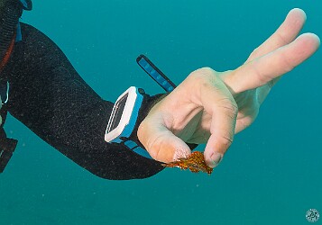 KoloaLanding20260220-032 Divemaster Will holds up what I thought was a juvenile slipper lobster that was floating down in the water column. Upon closer inspection it was some type of...