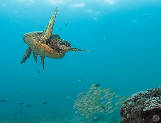 KoloaLanding20260220-051 Underwater, Koloa Landing was chock-a-block with loads of honu at every turn 🐢