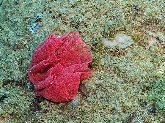 KoloaLanding20260310-013 The Spanish Dancer nudibranch lays these beautiful crimson ribbons of millions of eggs, looking like an underwater rose 🌹