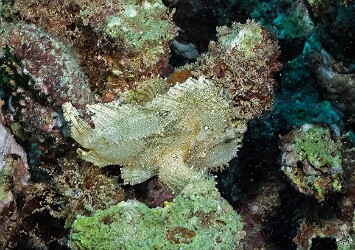 KoloaLanding20260310-020 Leaf Scorpionfish come in all sorts of colors, but it had been a while since I'd seen a white one