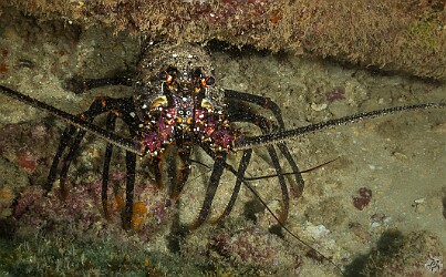 PlateLunch20260212-001 Thursday's second dive was at Plate Lunch, but by then conditions were continuing to deteriote and my only photo was of this lobster 🦞