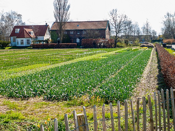 Keukenhof-003 The periphery of the gardens proper is surrounded by tulip fields, farm lands, and residential areas