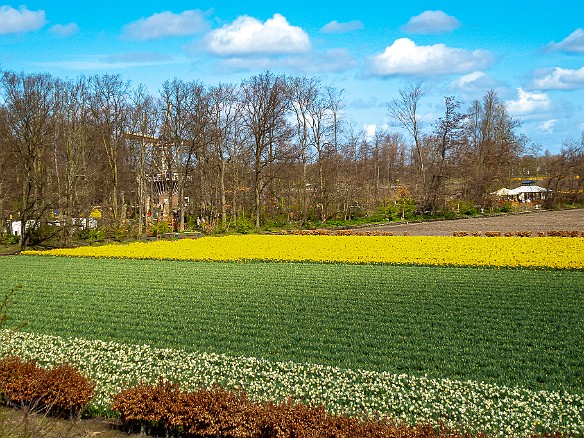 Keukenhof-017 Private tulip fields outside Keukenhof proper