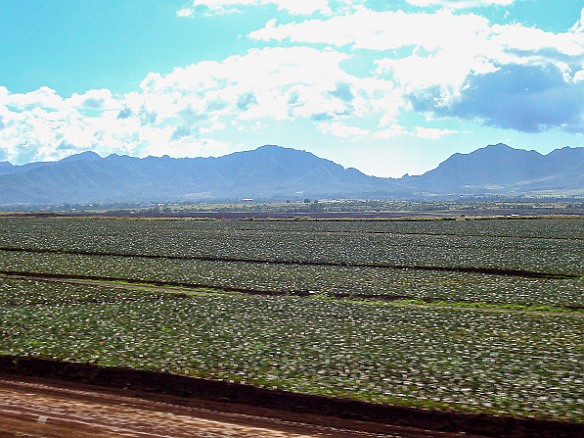 MyraReivanHawaii2010-029 Pineapple fields in between Haleiwa and Wahiawa