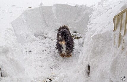 Blizzard20130209-005 Josie is not sure what to do with her little patch of paradise
