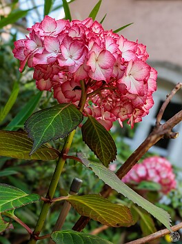 BadenBaden2025-025 Gorgeous giant hydrangeas wherever we went in Germany 💮🌸