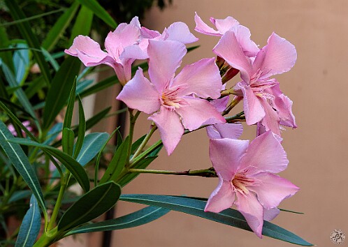 BadenBaden2025-026 Oleander is a popular ornamental shrub