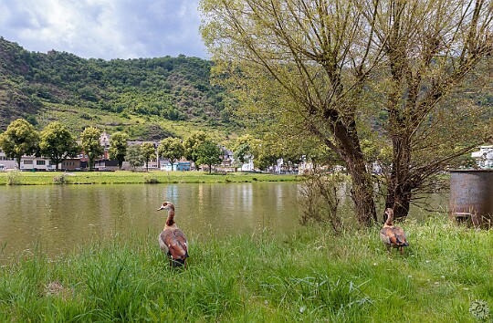 Cochem2025-029 And who was there to greet us? Why, another pair of Egyptian Geese.