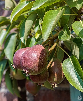 Nijmegen2025-018 Pears growing on the trellises