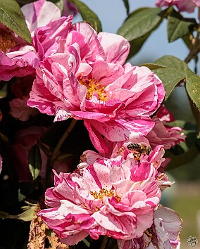 Nijmegen2025-020 One of the oldest garden roses, the Rosa Mundi