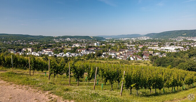 Trier2025-004 Beautiful view overlooking the Reisling vineyards above Trier 🍇