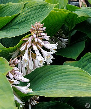 Edinburgh2024-010 Hostas in bloom