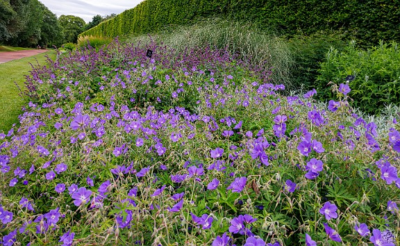 Edinburgh2024-014 Wild blue Geraniums in the foreground and Artemesia Sage behind them