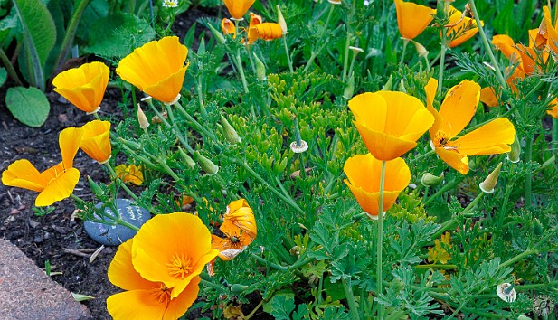 Edinburgh2024-015 Yellow Poppies