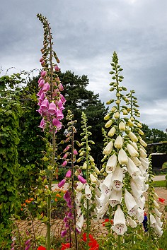 Edinburgh2024-017 Foxglove