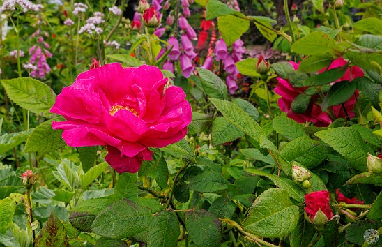 Edinburgh2024-018 Wild roses 🌹