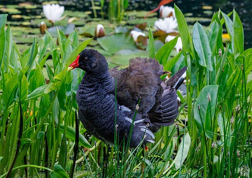 Edinburgh2024-020 Common Moorhen enjoying itself