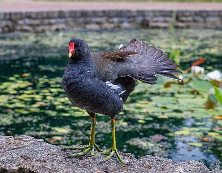 Edinburgh2024-021 Common Moorhen enjoying itself