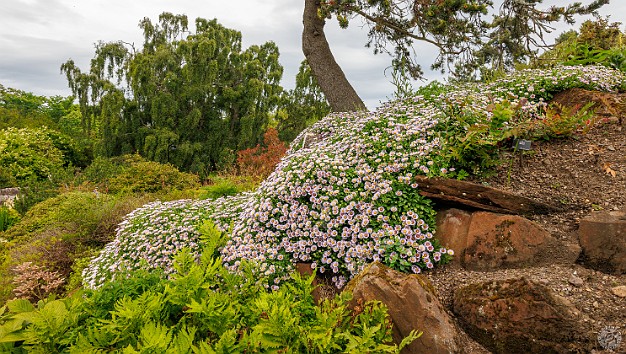 Edinburgh2024-022 A carpet waterfall of daisies 🌼🌼🌼