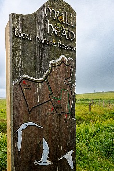 Orkney2024-002 Early morning hike at the Mull Head Nature Reserve which consists of 400 acres of wild, wet, and wind-battered heathland and high cliffs along the...