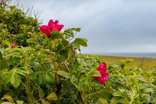 Orkney2024-003 Wild roses in bloom everywhere