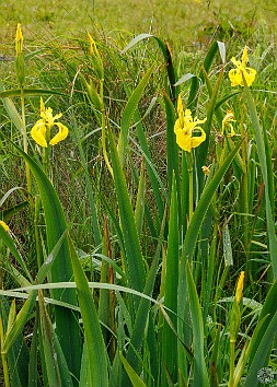 Orkney2024-004 Yellow flag irises seemed to sprout from every ditch