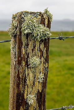 Orkney2024-005 Cool lichen on a fence post