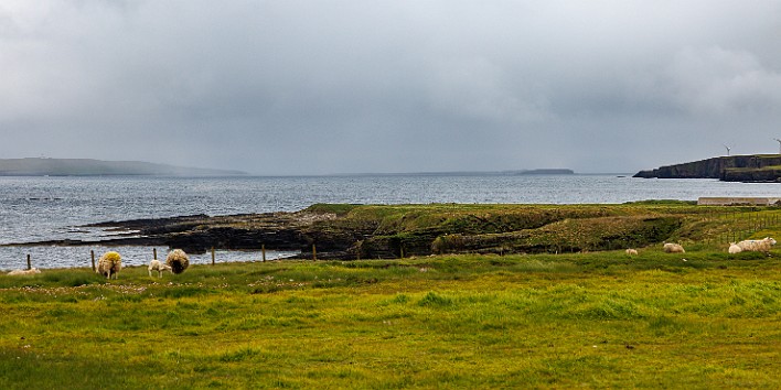 Orkney2024-007 The sheep and cows don't seem to mind the blustery wind and rain!