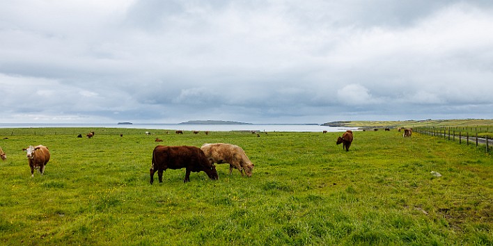 Orkney2024-009 The sheep and cows don't seem to mind the blustery wind and rain!