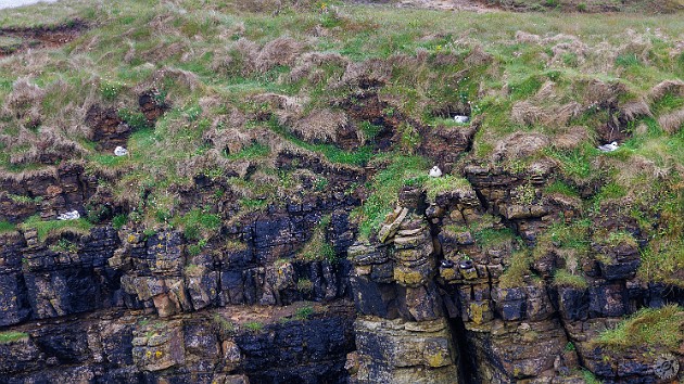 Orkney2024-017 Fulmars and Guillemots nest in the sea cliffs