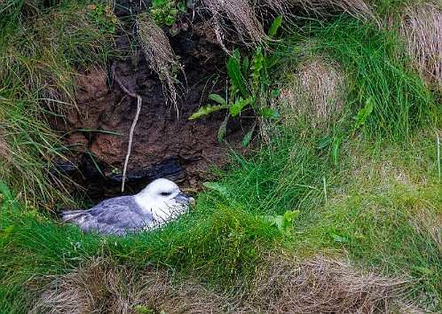 Orkney2024-018 A Fulmar nesting in the cliff