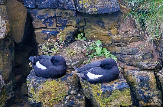 Orkney2024-019 A pair of Guillemots nesting in the cliff