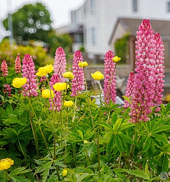 Shetland2024-024 Lupines and Globe Flowers