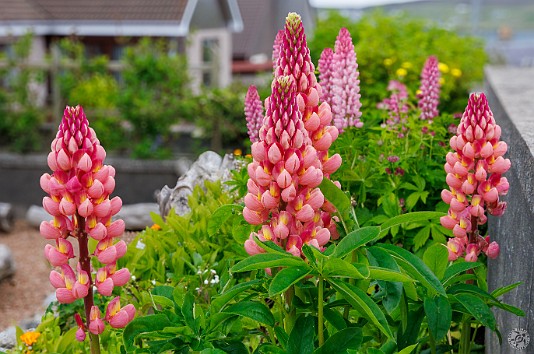 Shetland2024-025 Lupines in flower