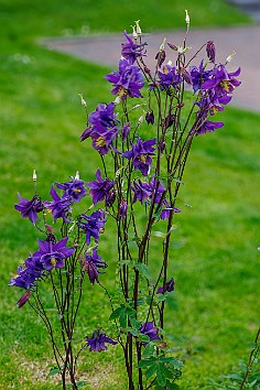 Shetland2024-026 Violet Columbine