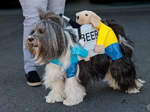 Dogs On The Dock 2022 It was a gorgeous October day for Dogs On The Dock and it was the biggest turnout yet. Sophie won 2nd prize for her beer...