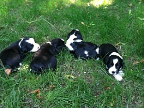 Tibetan Terrier Puppies After a sad start to the Summer having to put our dear Josie down, we heard from Caryl Crouse that a new litter of...