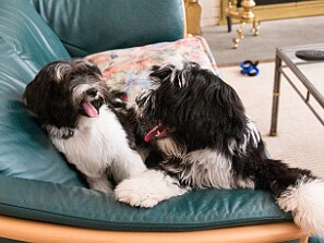 Sibling Play Date On a nice Fall Saturday, Sophie's sibling Bentley (aka Dogwood) and his human mommy, Marybeth Frosco, came for a...