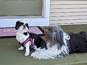 Summer / Fall 2021 Sophie's summertime fun 2021