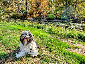 Summer / Fall 2020 Political chew toys and outdoor activities