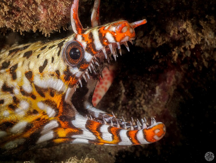There be dragons at Koloa Landing! 🐲 My closeup of a Dragon Moray titled 