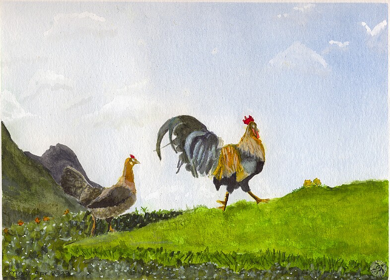 Hurry Up Myrtle Max painted this watercolor of a chicken following a rooster uphill on Kauai which she calls 