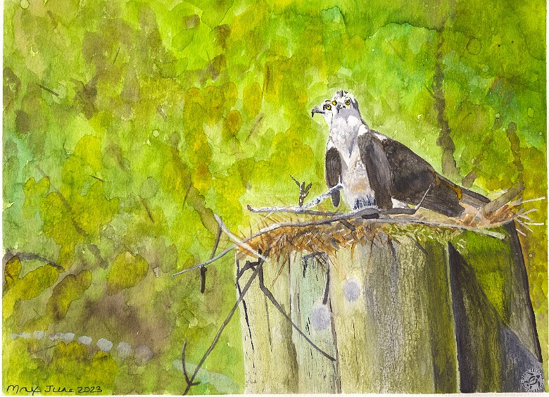 Working on the Baby Crib Max's watercolor of an osprey couple on a pier along the CT River that she calls 