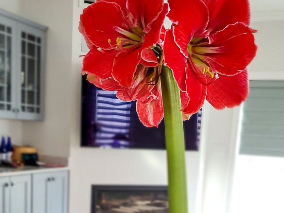 Amaryllis-003 Our amaryllis bloomed bigger and brighter than ever