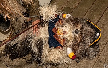 Dogs On The Dock 2021 After a 2-year hiatus, Dogs On The Dock returned to the CT River Museum in which Sophie sported her new pirate costume