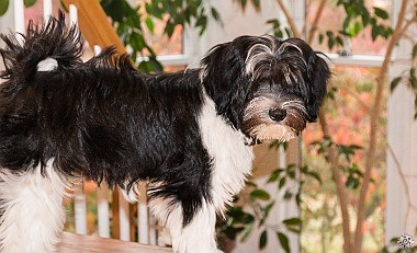 Sophie's World My name is Sophie and I am a Tibetan Terrier just like Josie was, even though I never knew her. I was born on May 31,...