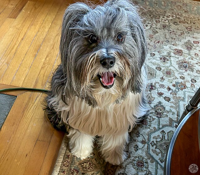Sophie's Winter 2025 Vacation When we go on vacation, so does Sophie 🐶 I don't think she missed us at all while we were in Hawaii!