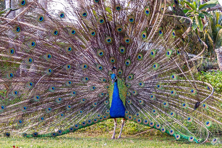 "Birds and Beasts" Exhibition at Spectrum Gallery Three of my photographs and one of Max's watercolors were selected for Spectrum Gallery's Summer 2026 show themed "Birds...